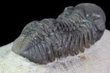 Bargain, Austerops Trilobite - Visible Eye Facets #119623-2